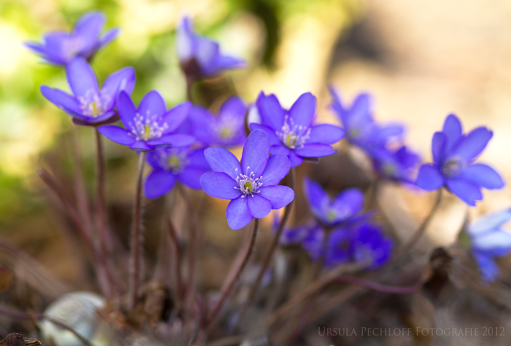 Frühlingsblau