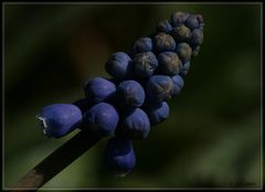 Frühlingsblau