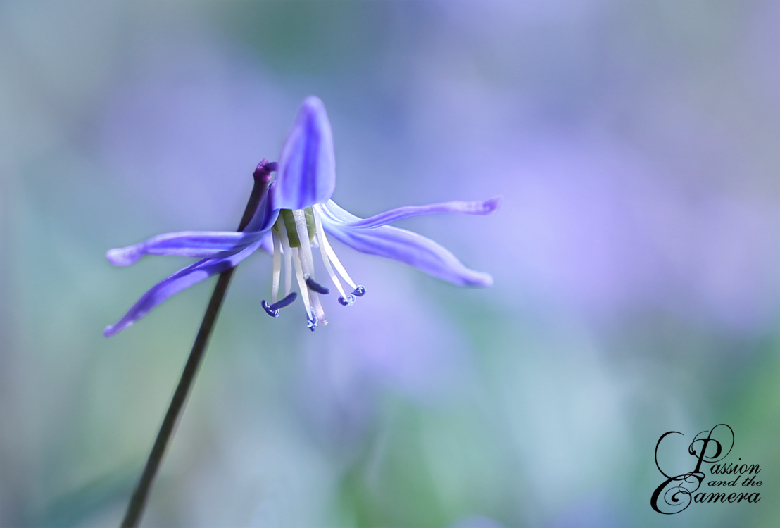 Frühlingsblau