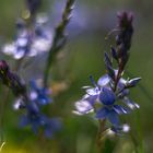 Frühlingsblau