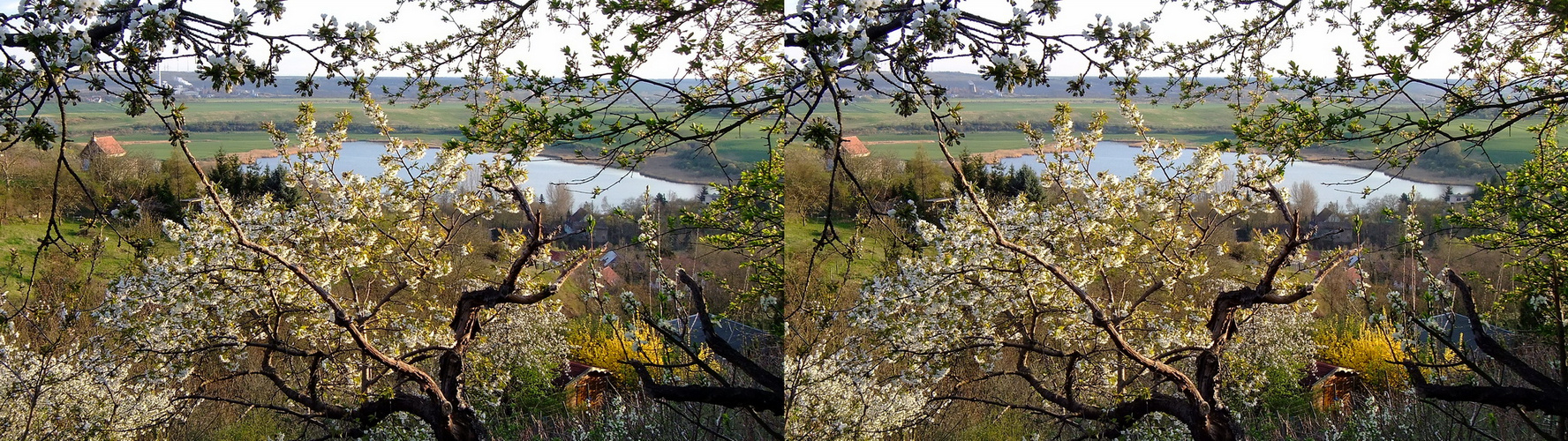 FrühlingsBlick als Kreuzblick-Stereo u. für 3D-TV