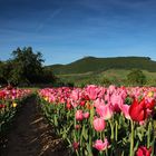 Frühlingsblick auf die Teck