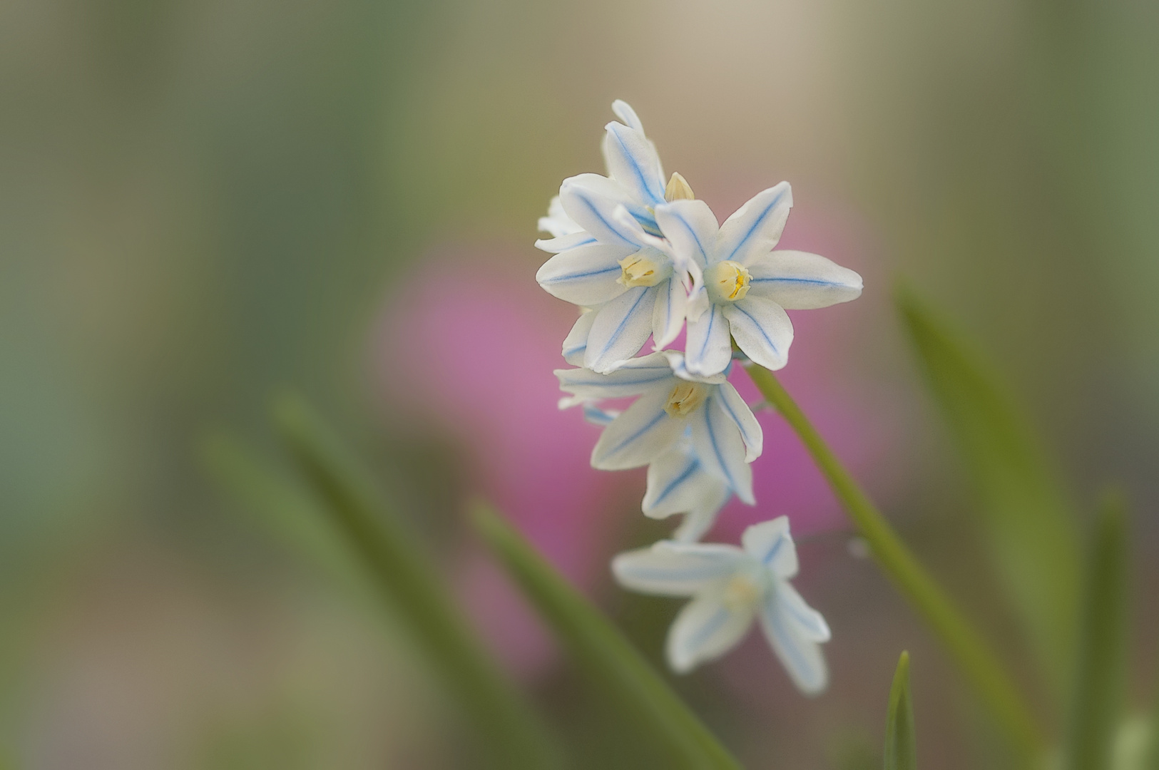 frühlingsblömchen