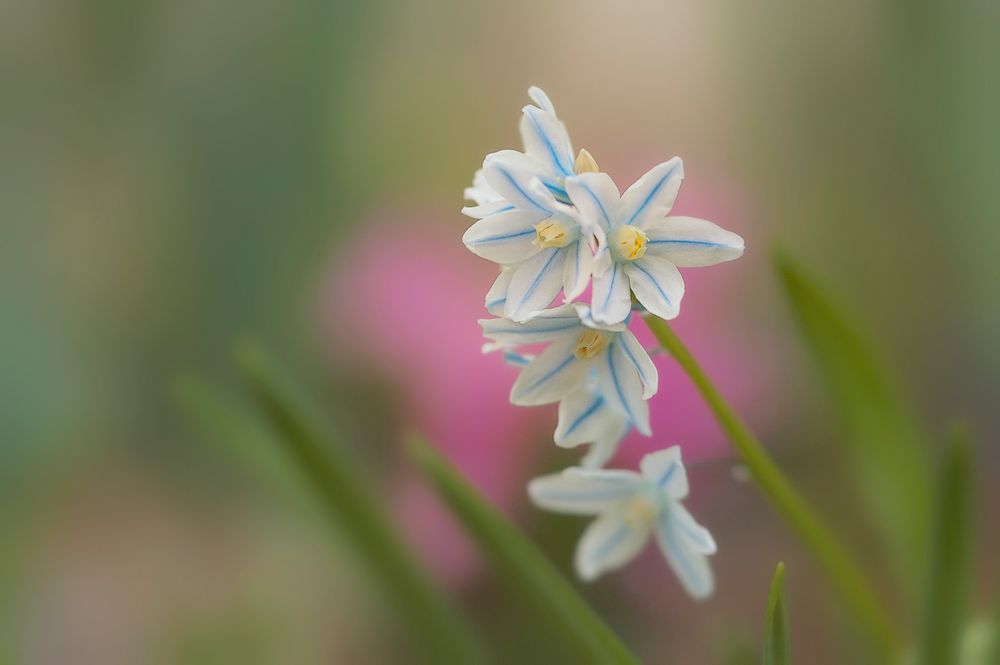 frühlingsblömchen