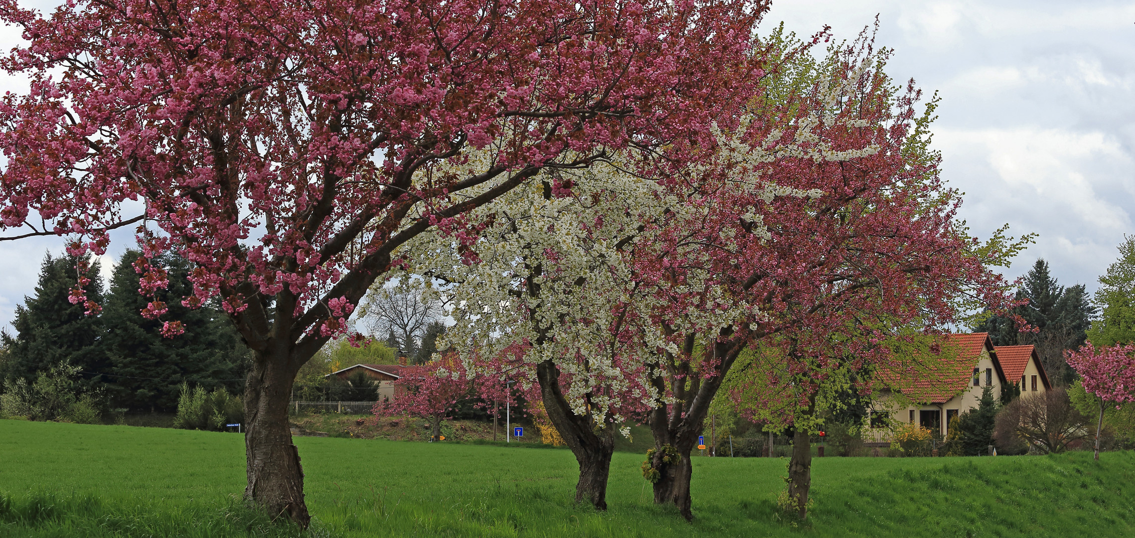 Frühlingsblühen zu Ostern pur in Borthen bei Dresden...