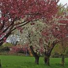 Frühlingsblühen zu Ostern pur in Borthen bei Dresden...