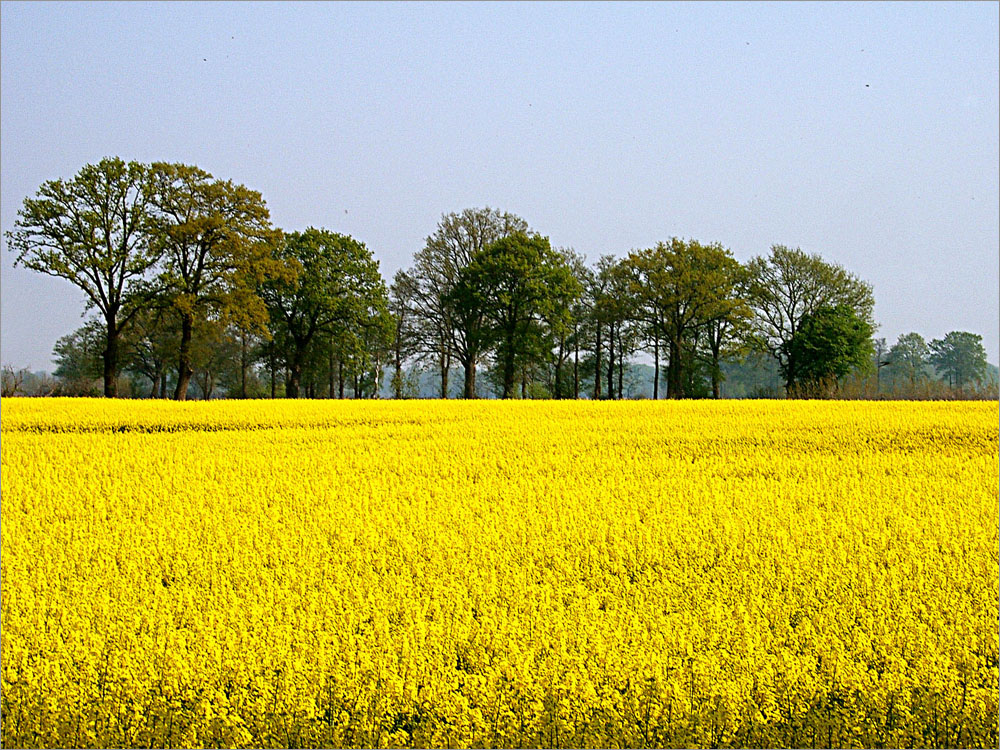 Frühlingsblüher