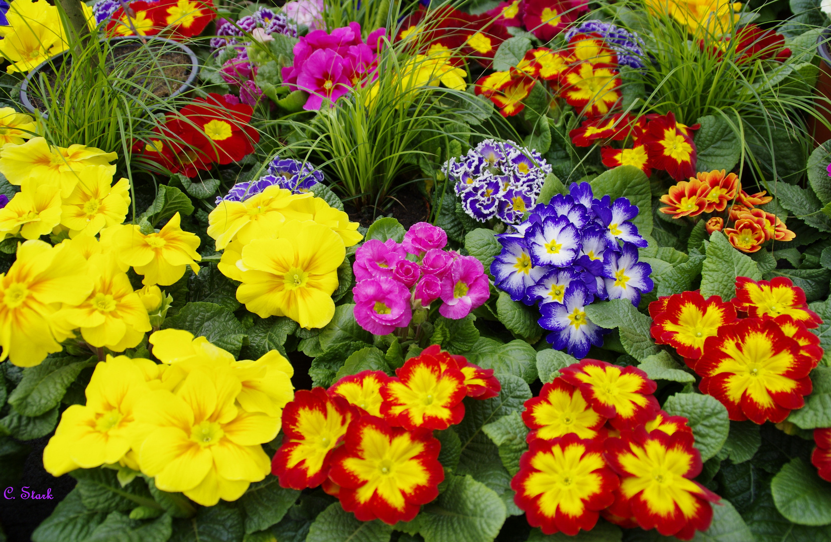 Frühlingsblüher Foto & Bild jahreszeiten, frühling, blumen Bilder auf