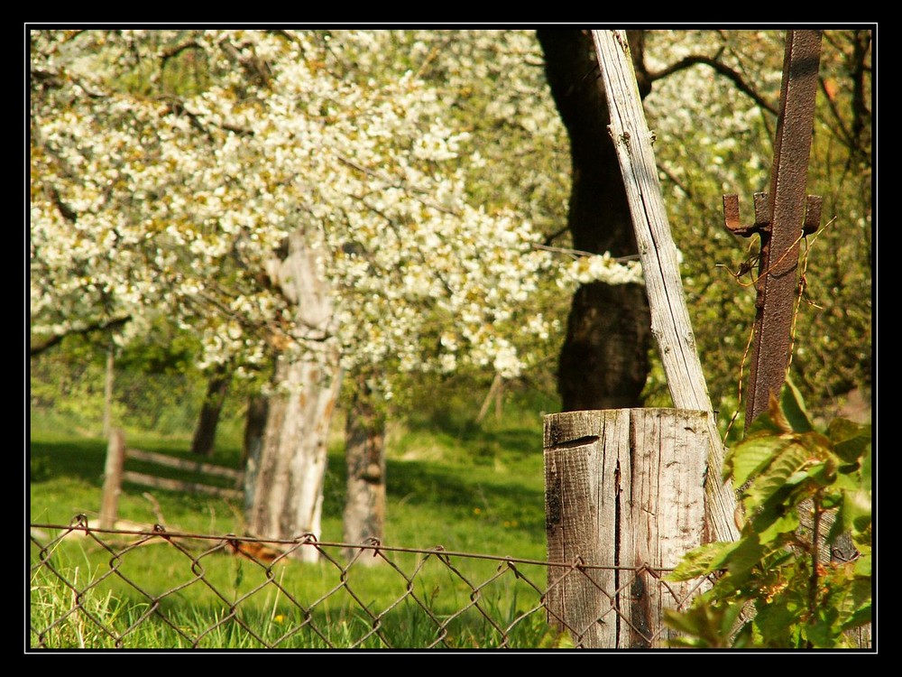 Frühlingsblüher