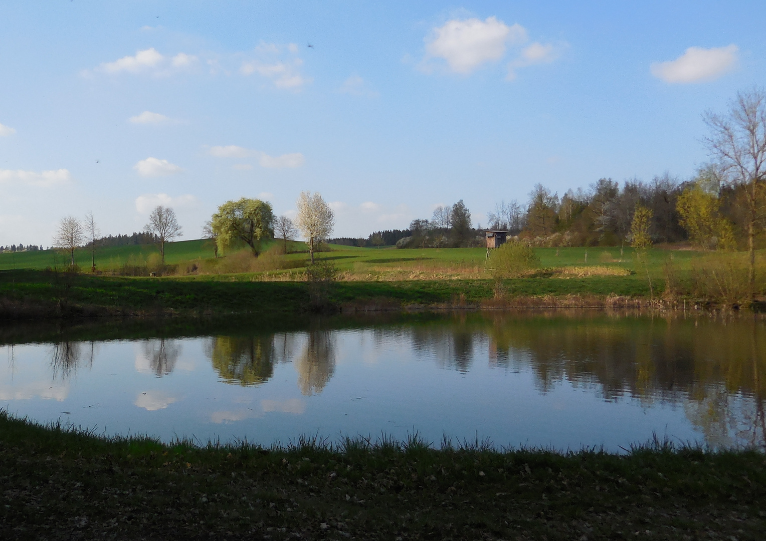 Frühlingsblüher am Fischteich