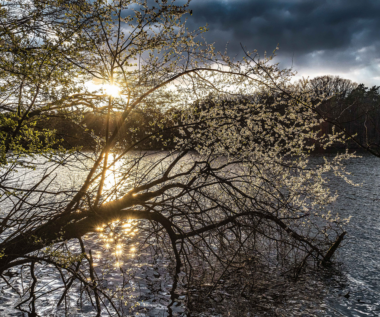 Frühlingsblüher bei Sonnenuntergang