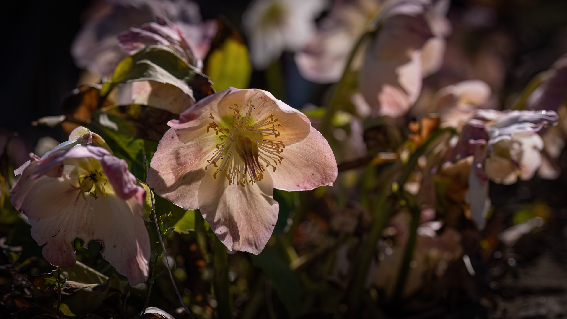 Frühlingsblüher botanischer Garten Tübingen