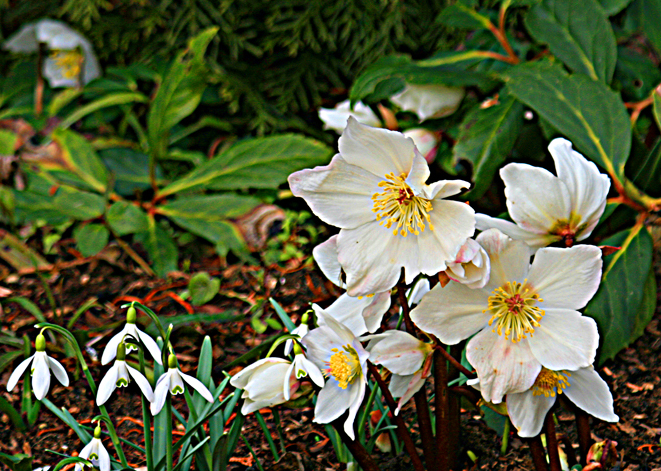 Frühlingsblüher, Christrosen und Schneeglöckchen