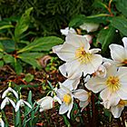 Frühlingsblüher, Christrosen und Schneeglöckchen