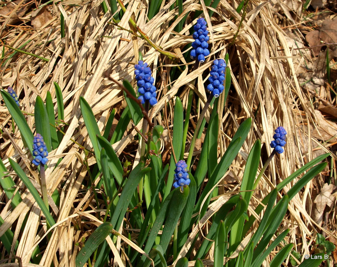 Frühlingsblüher