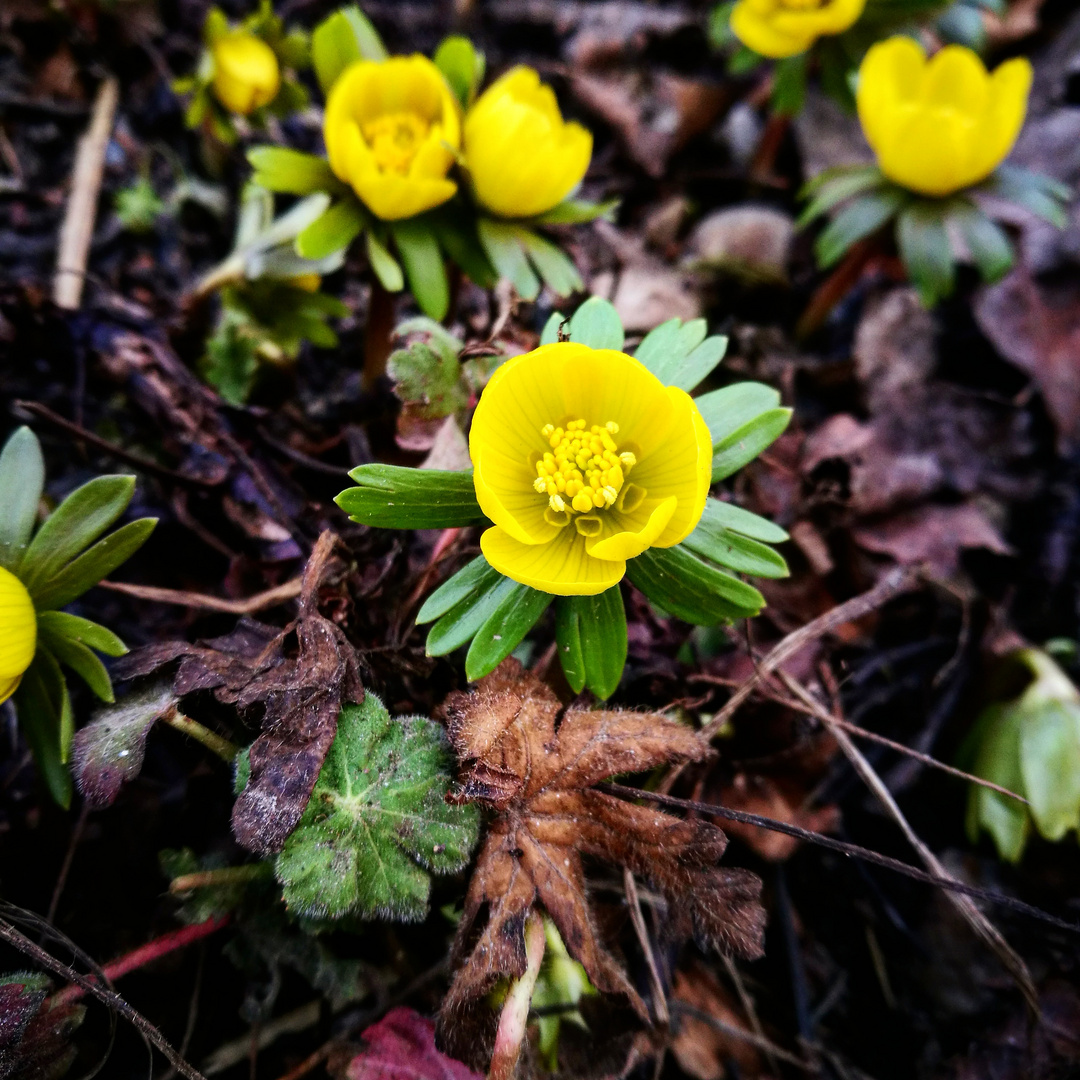 Frühlingsblüher