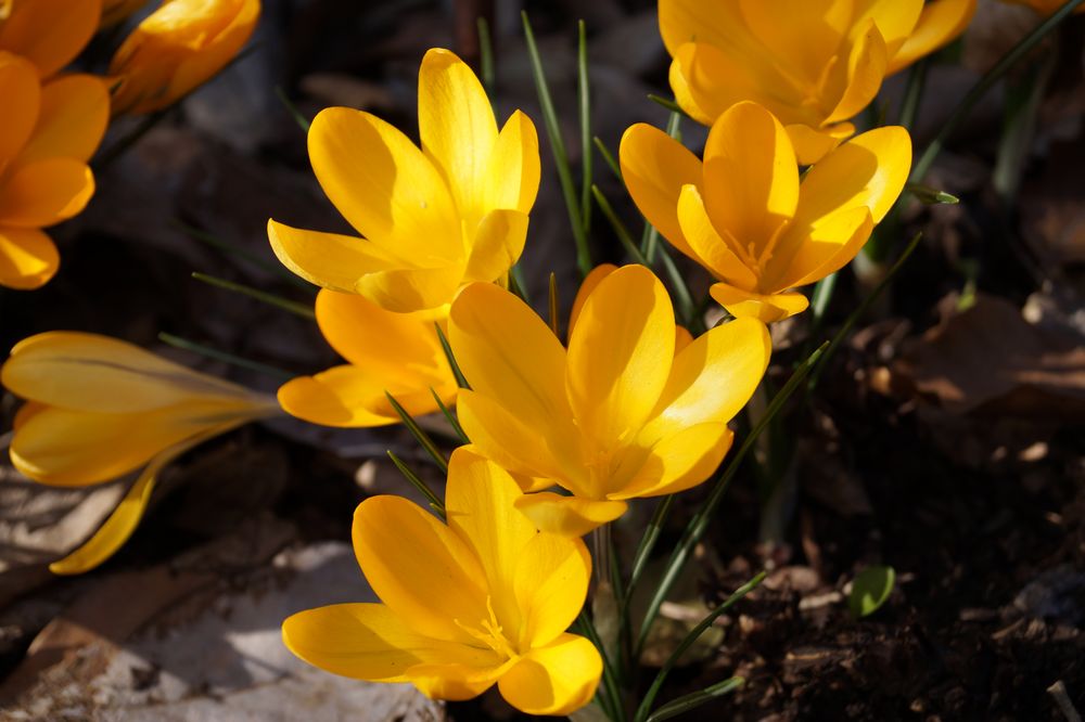Frühlingsblüher gelb Foto & Bild | pflanzen, pilze & flechten, blüten