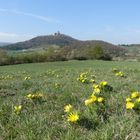 Frühlingsblüher im Burgbereich