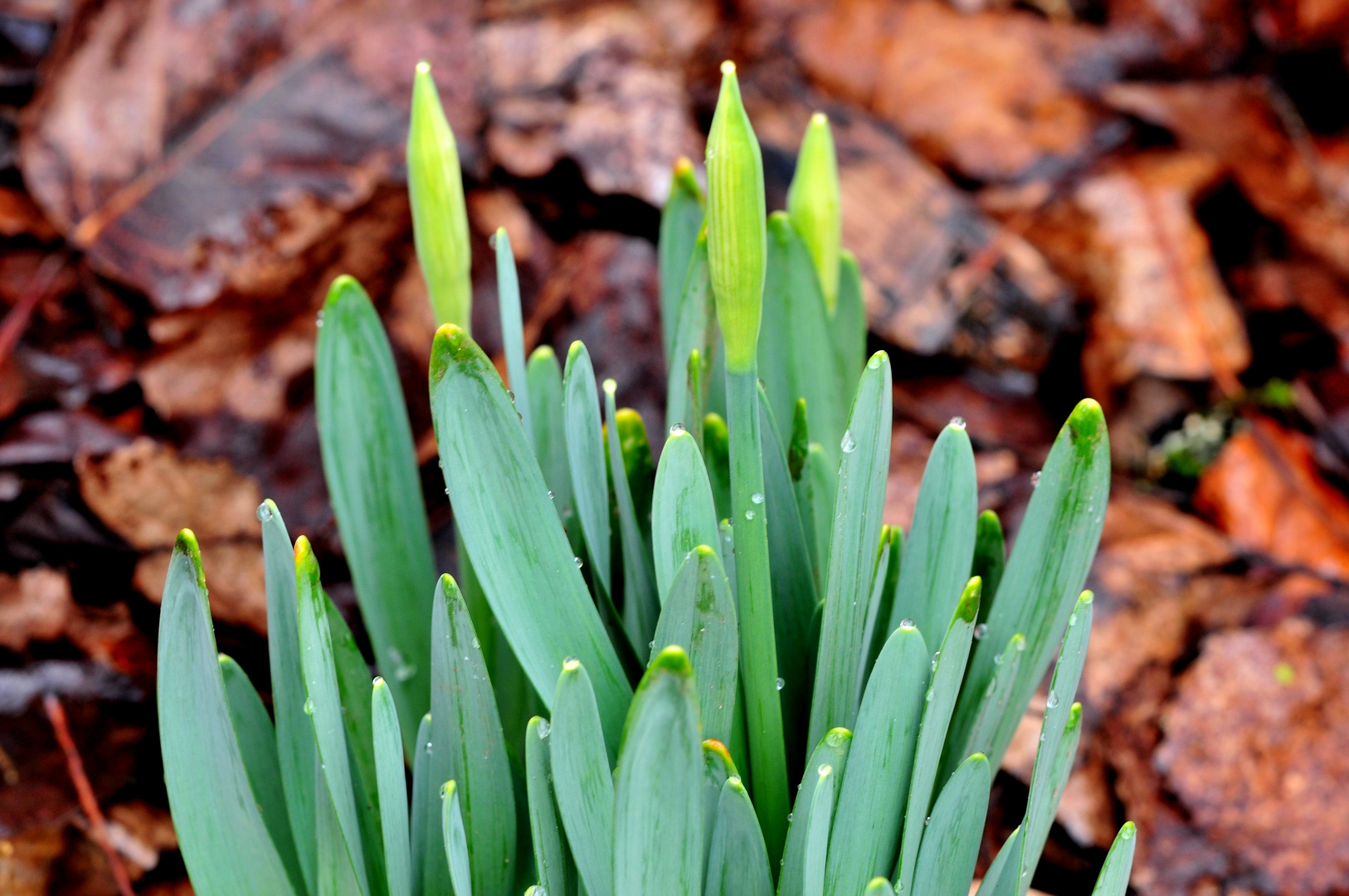 Frühlingsblüher im Regen