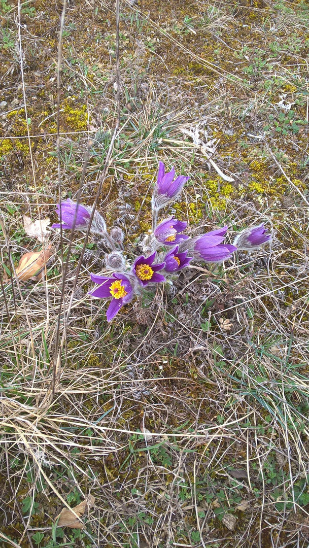 Frühlingsblüher Kuhschellen  