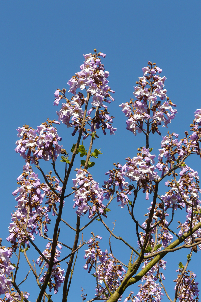 Frühlingsblüher - Paulownia tomentosa