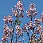 Frühlingsblüher - Paulownia tomentosa