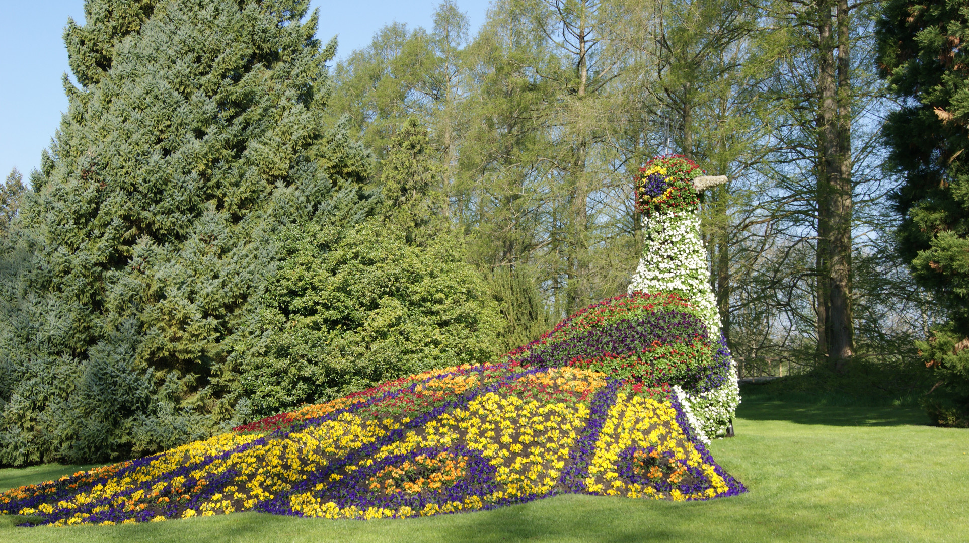 Frühlingsblüher-Pfau