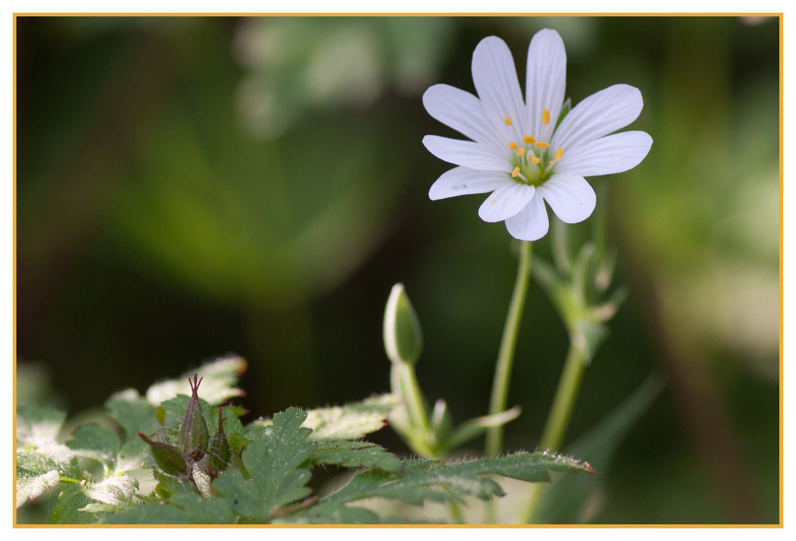 Frühlingsblümchen