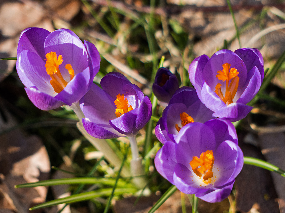 Frühlingsblümchen