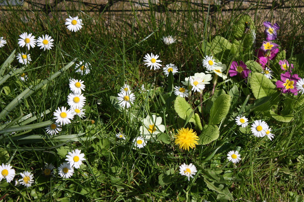 Frühlingsblümchen