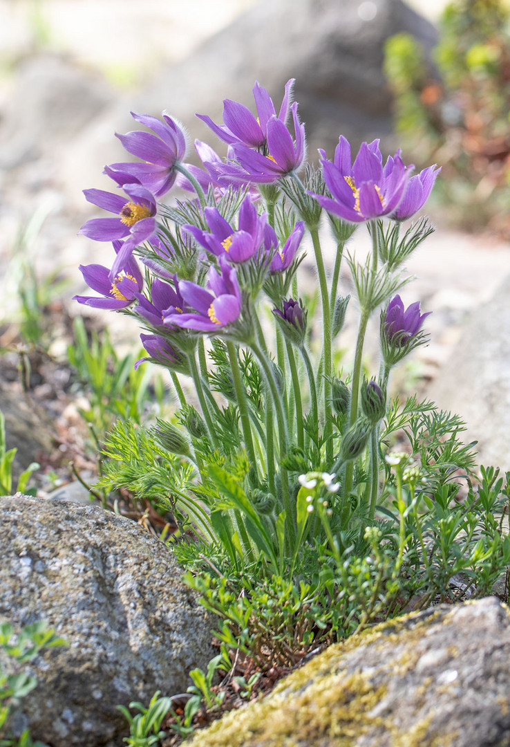 Frühlingsblümchen