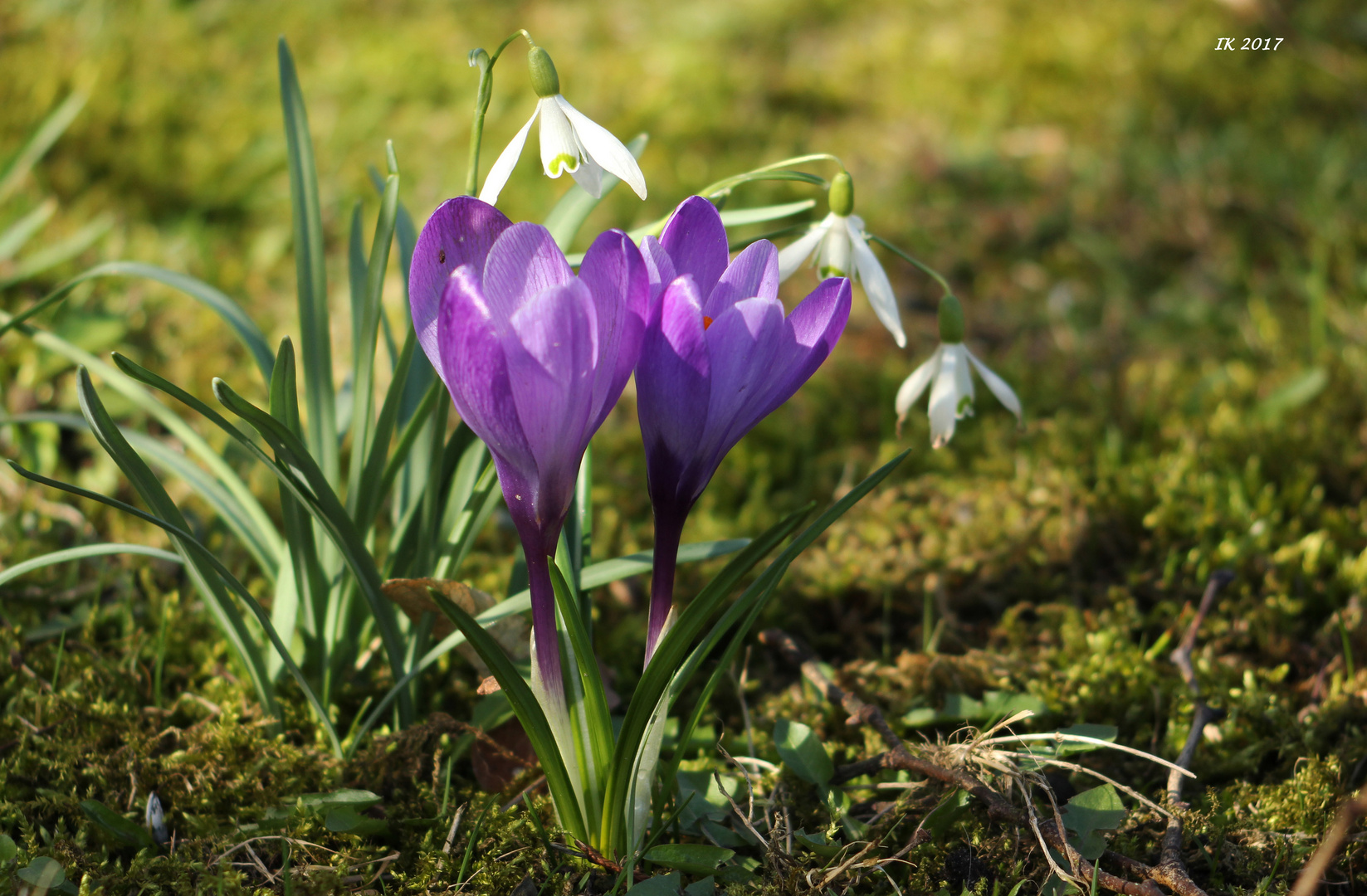 Frühlingsblümchen....