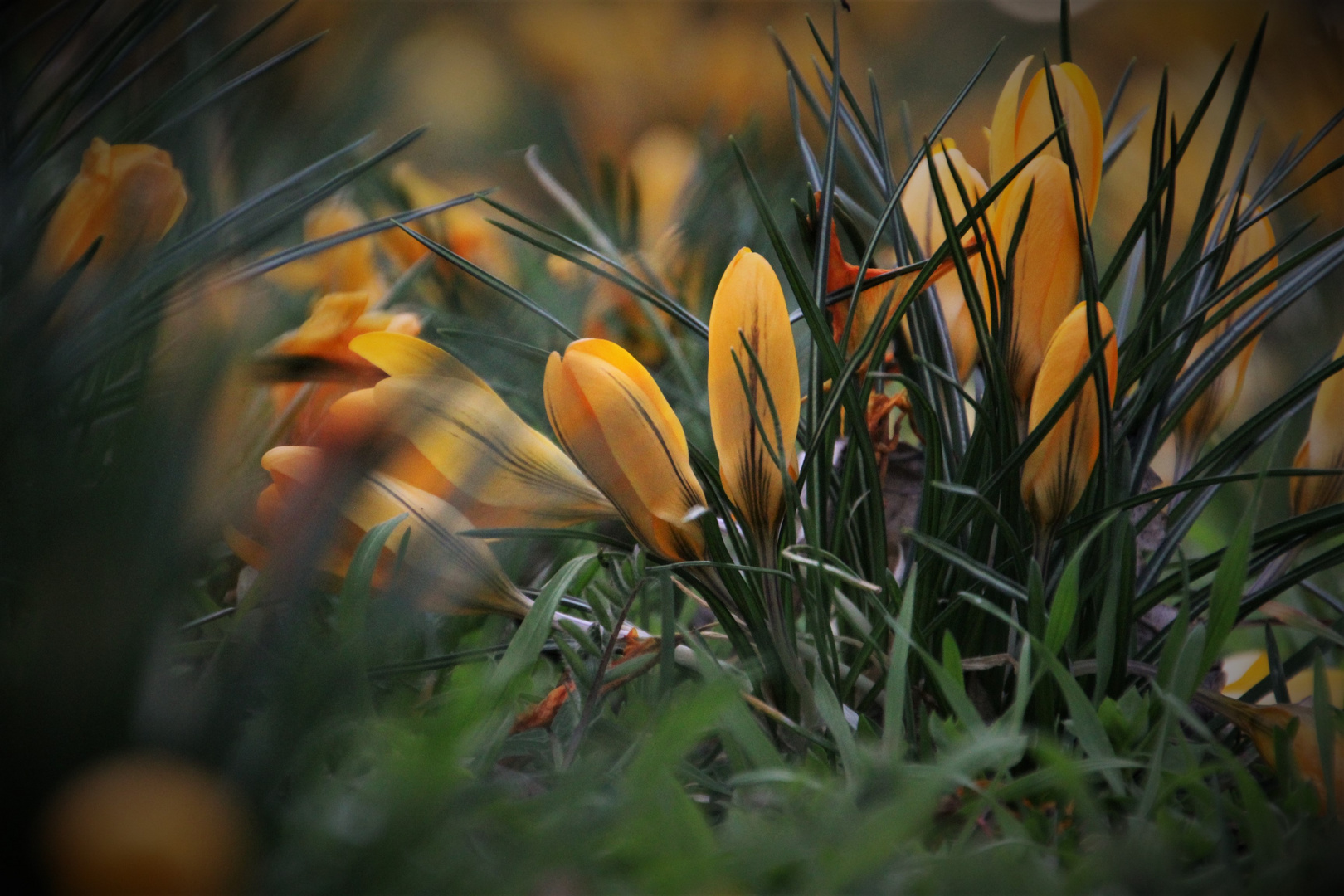 Frühlingsblümchen