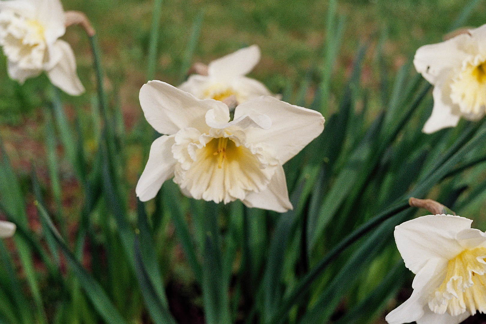 Frühlingsblümchen (4)