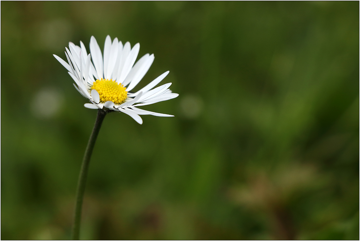 * Frühlingsblümchen *