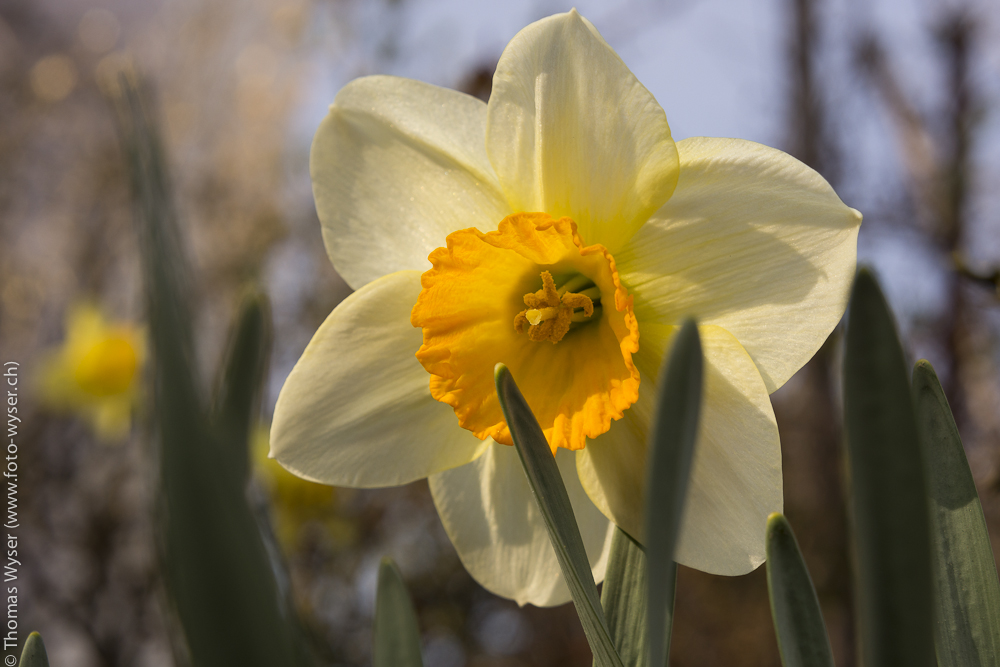 Frühlingsblümchen