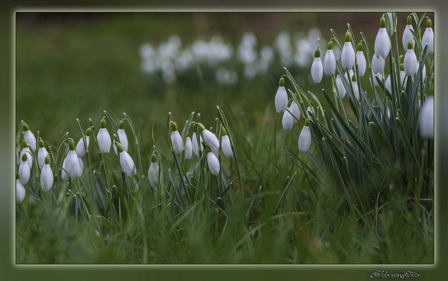 Frühlingsblümchen