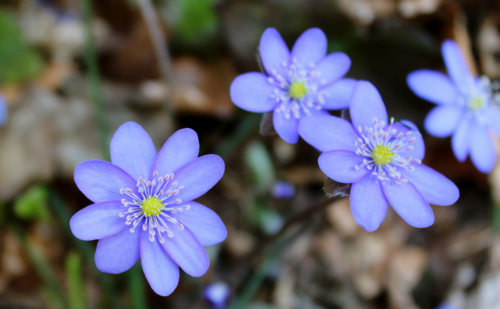 Frühlingsblümchen