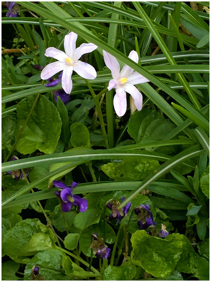 Frühlingsblümchen ..  