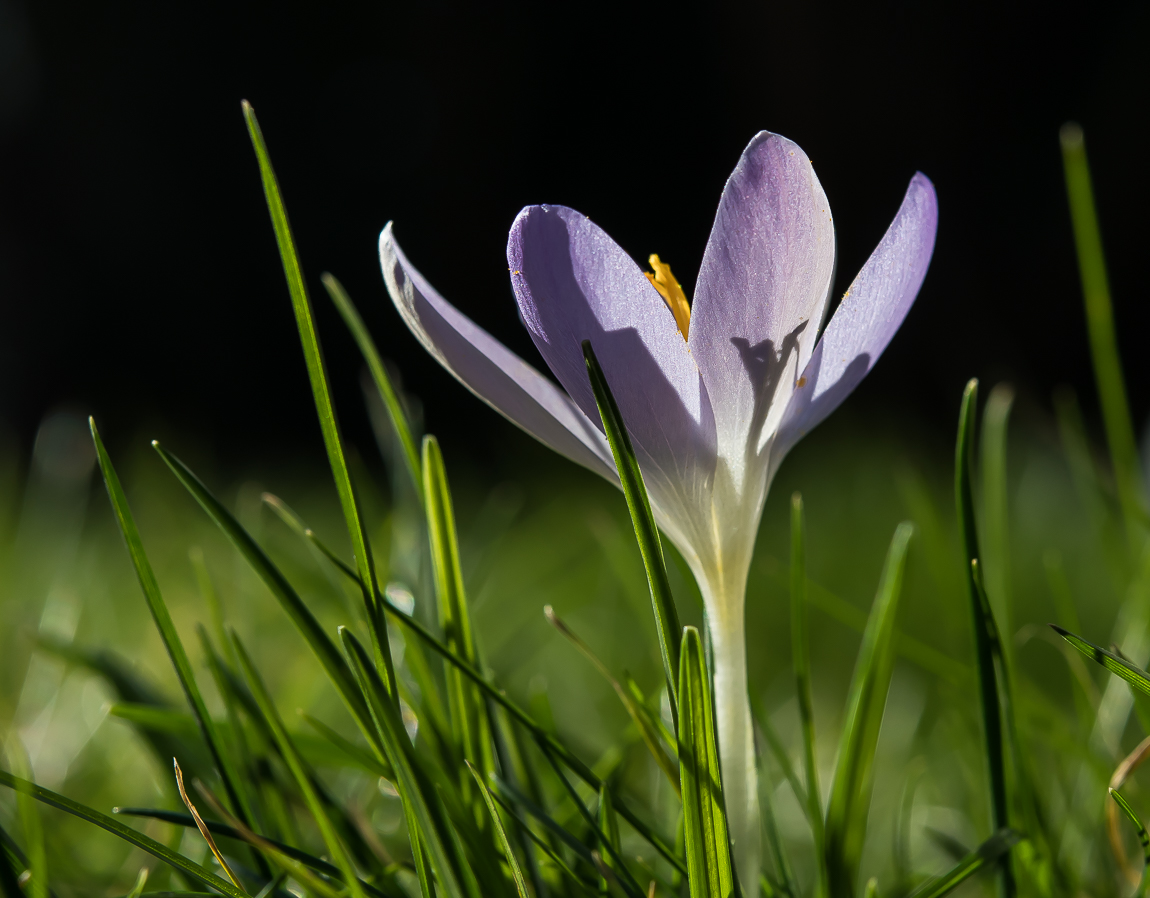 FRÜHLINGSBLÜMCHEN