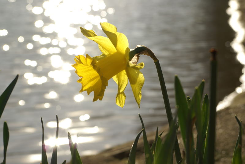 Frühlingsblümchen