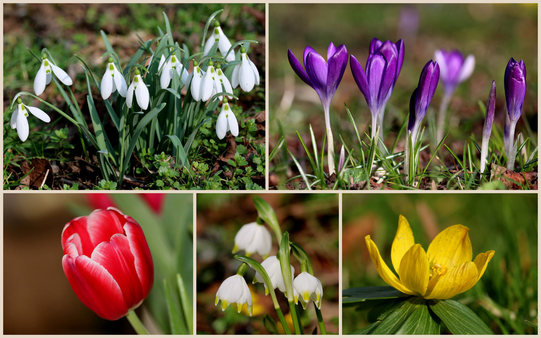 Frühlingsblümchen...