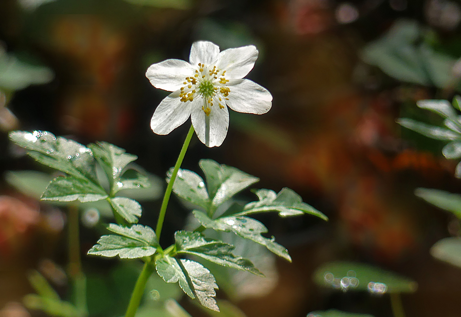 Frühlingsblümchen im Herbst