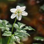 Frühlingsblümchen im Herbst