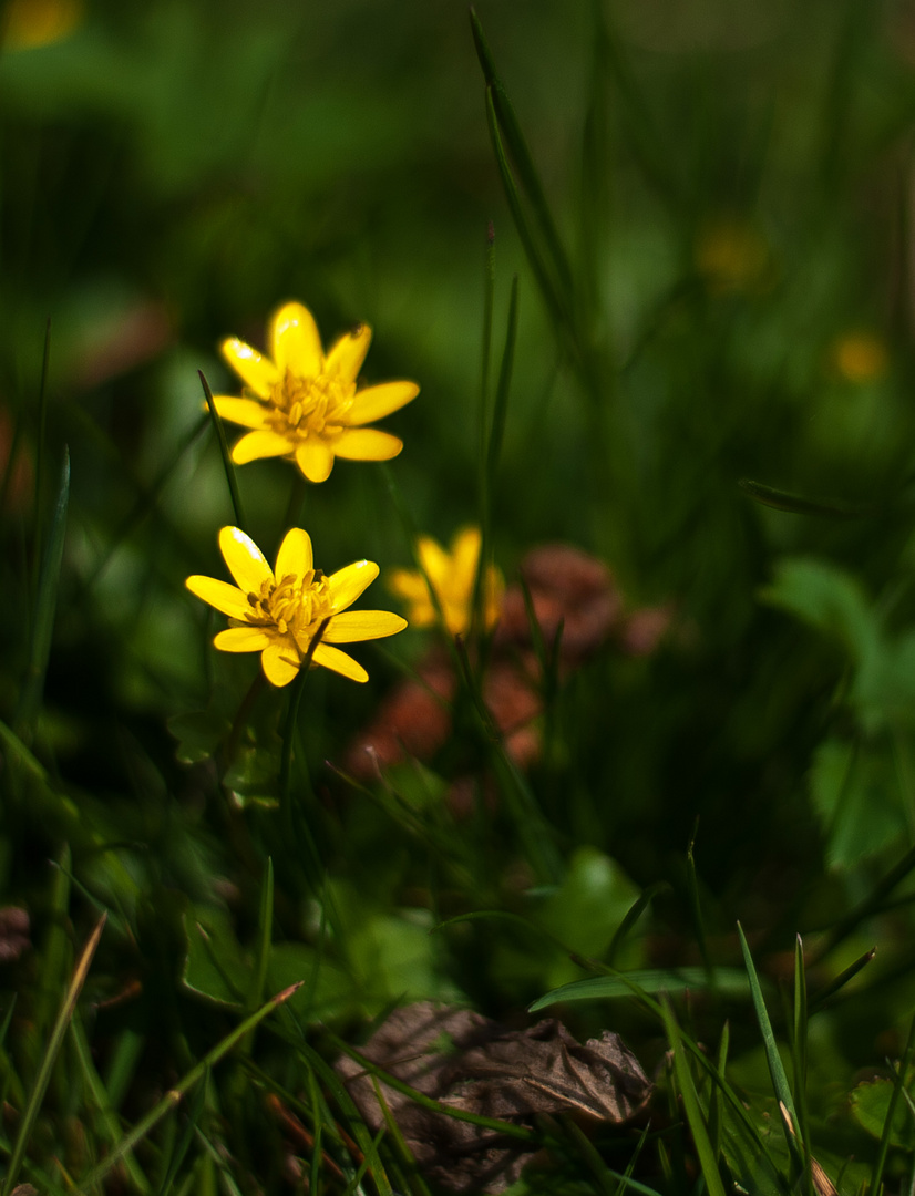 Frühlingsblümchen im Sonnenlicht...