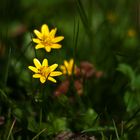 Frühlingsblümchen im Sonnenlicht...