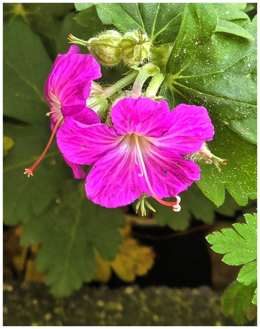 Frühlingsblümchen im Sonnenschein ... 