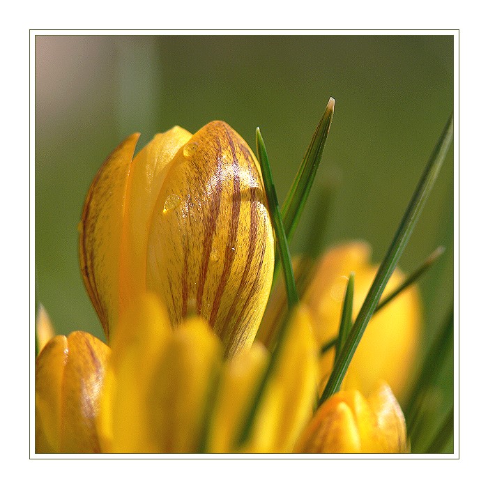 FrühlingsBlümchen in Gelb