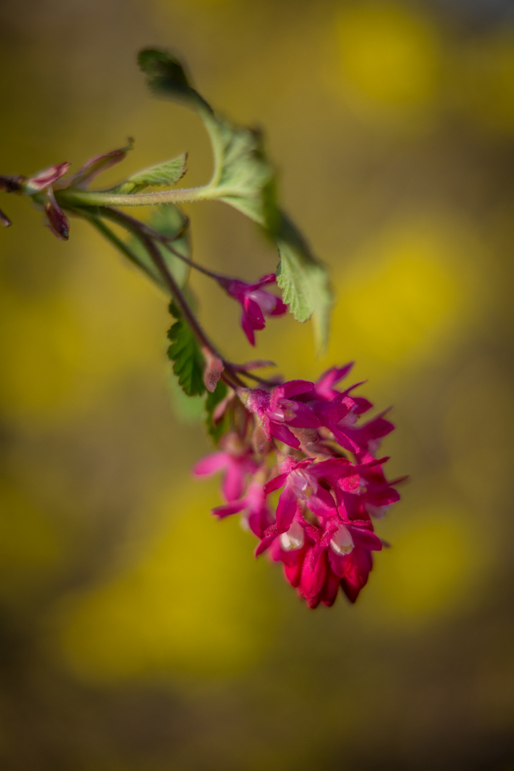 Frühlingsblüte