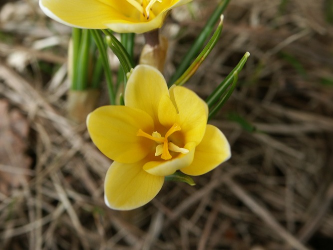 Frühlingsblüte